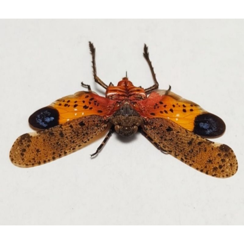 AWETAN SERANGGA TONGGERET PENTHICODES