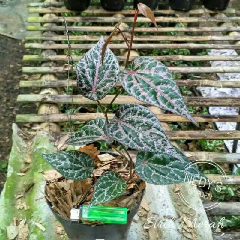 Tanaman hias hidup sirih merah