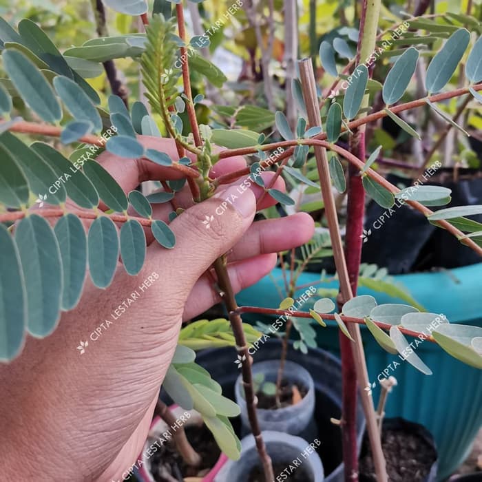 Bibit Turi Merah Pohon Kembang Bunga Obat Herbal