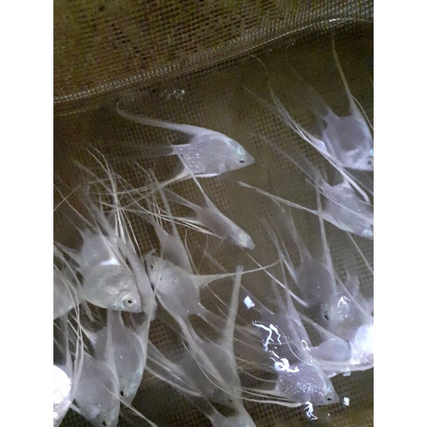 manfish plastinum slayer