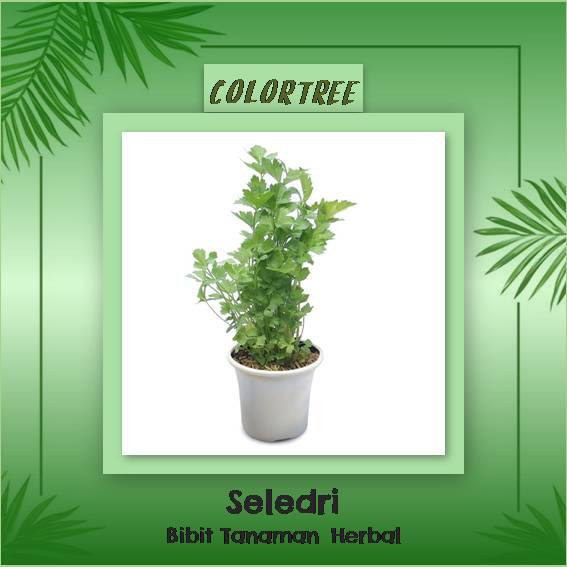 Bibit Tanaman Herbal Seledri