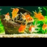 ikan Hias mas koki mini Aquarium Aquascape