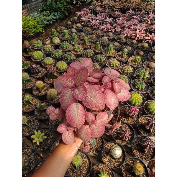 Episcia Strawberry Patch rimbun