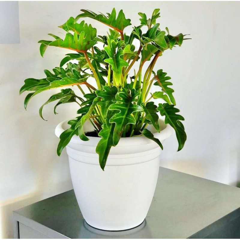 PHILODENDRON XANADU