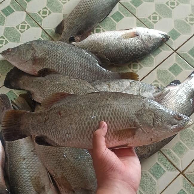 

Fisho | Ikan Kakap Putih/Baramudi Laut Fresh Ready stock