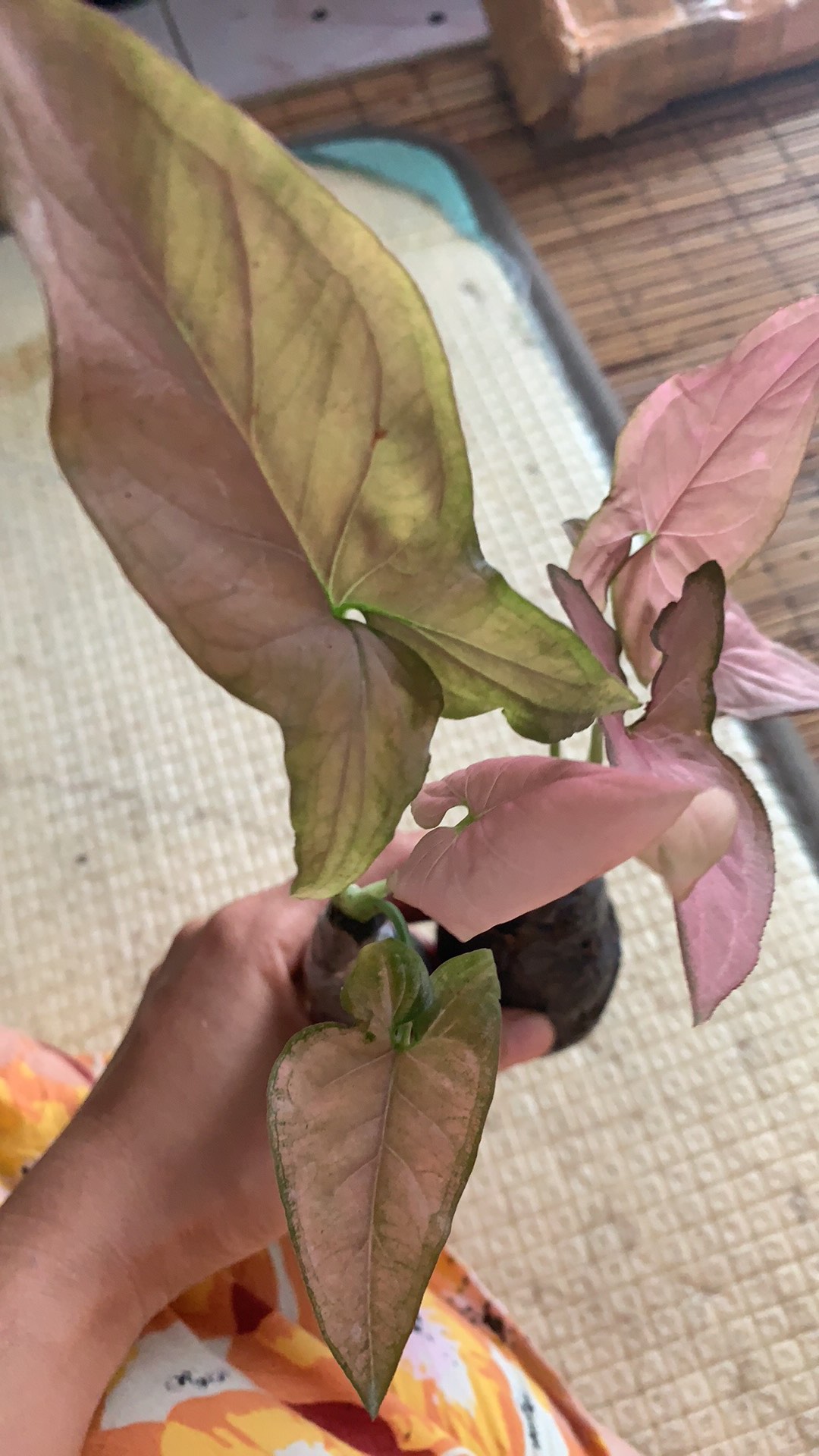 Syngonium neon Robusta - Tanaman Hias Singonium Pink / Indoorplant