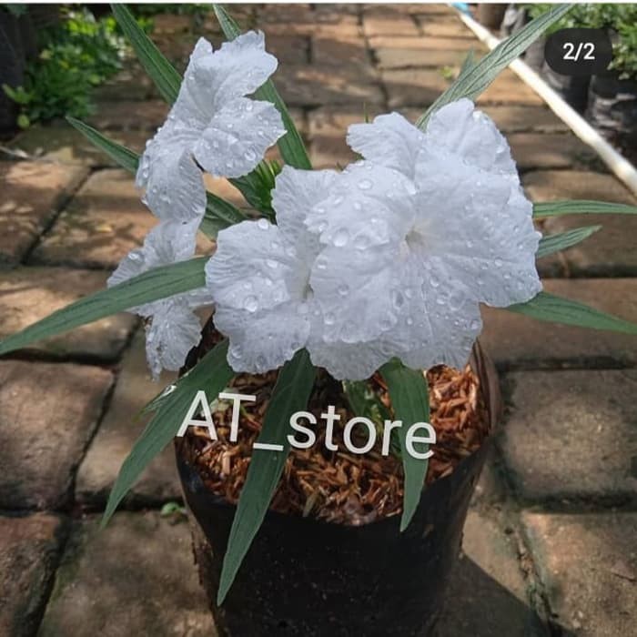 tanaman hias rawelia mini bunga putih - rawelia