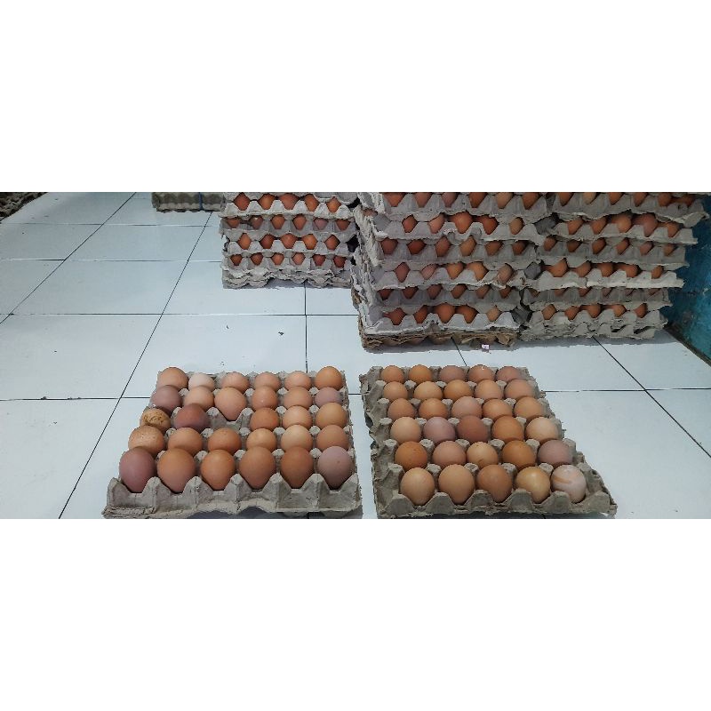 

Telur-Negri(CREAM)