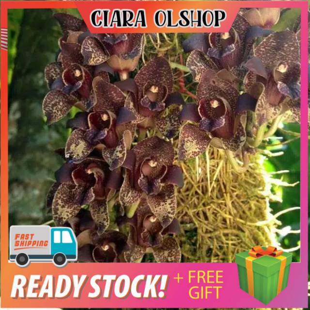 Anggrek Grammatophyllum stapeliiflorum