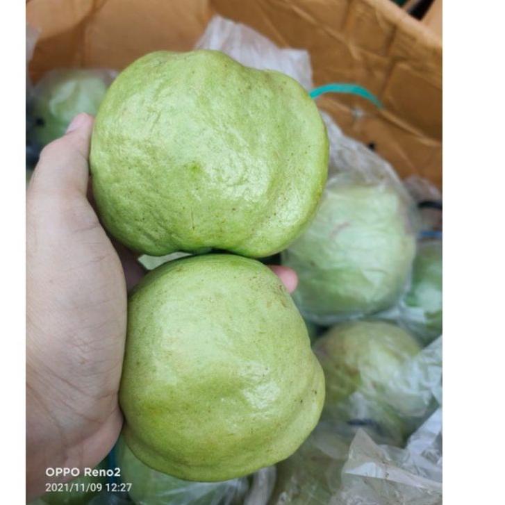 

㊫W Jambu Kristal Grade A Netto 1kg HOT ITEM 2297 ☽
