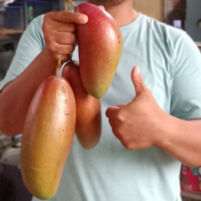 Bibit Tanaman Buah MANGGA RED IVORY Premium