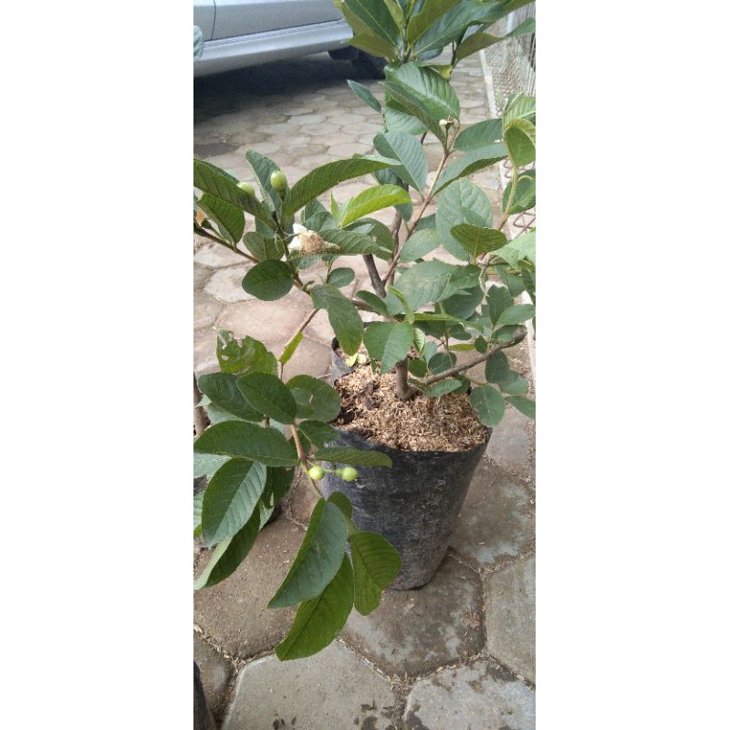 jambu kristal tanpa biji