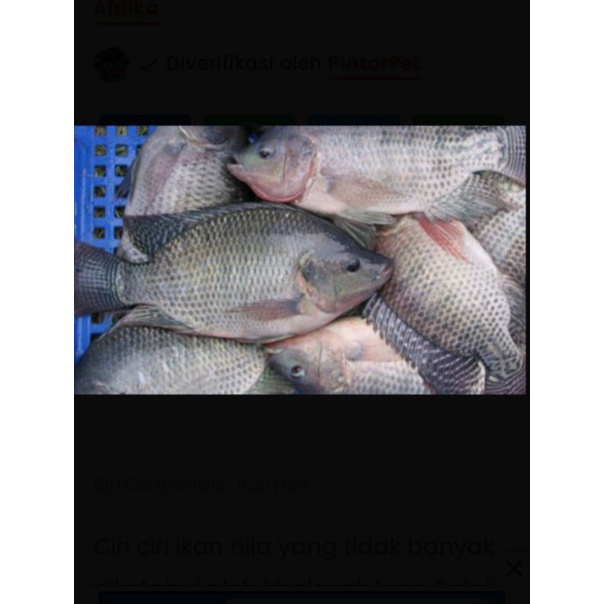 

ikan Nila Toba