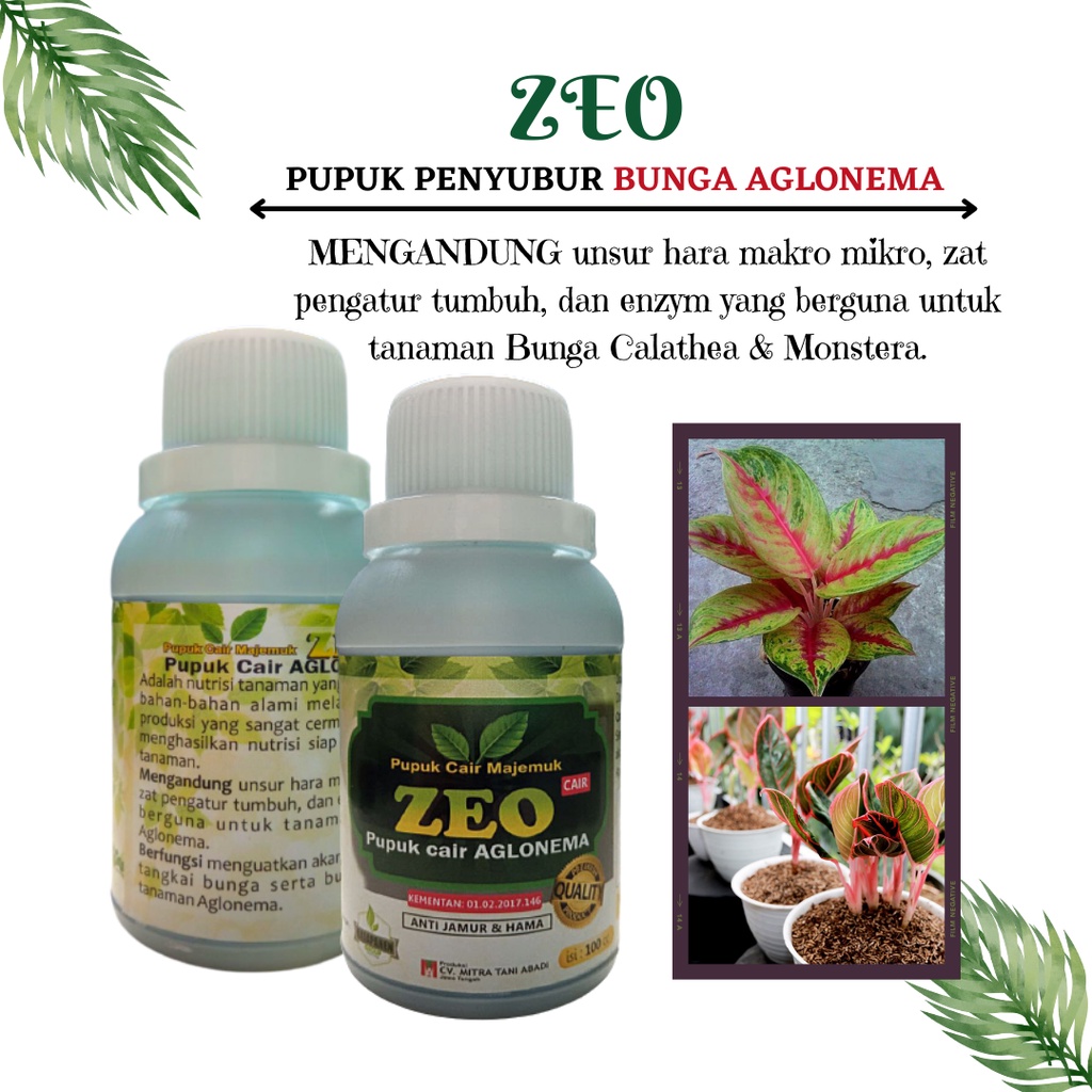 pupuk aglonema untuk daun, Pupuk Tanaman Aglonema Paling Bagus, nutrisi aglonema penumbuh tunas
