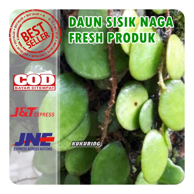 DAUN SISIK NAGA ATAU PICISAN