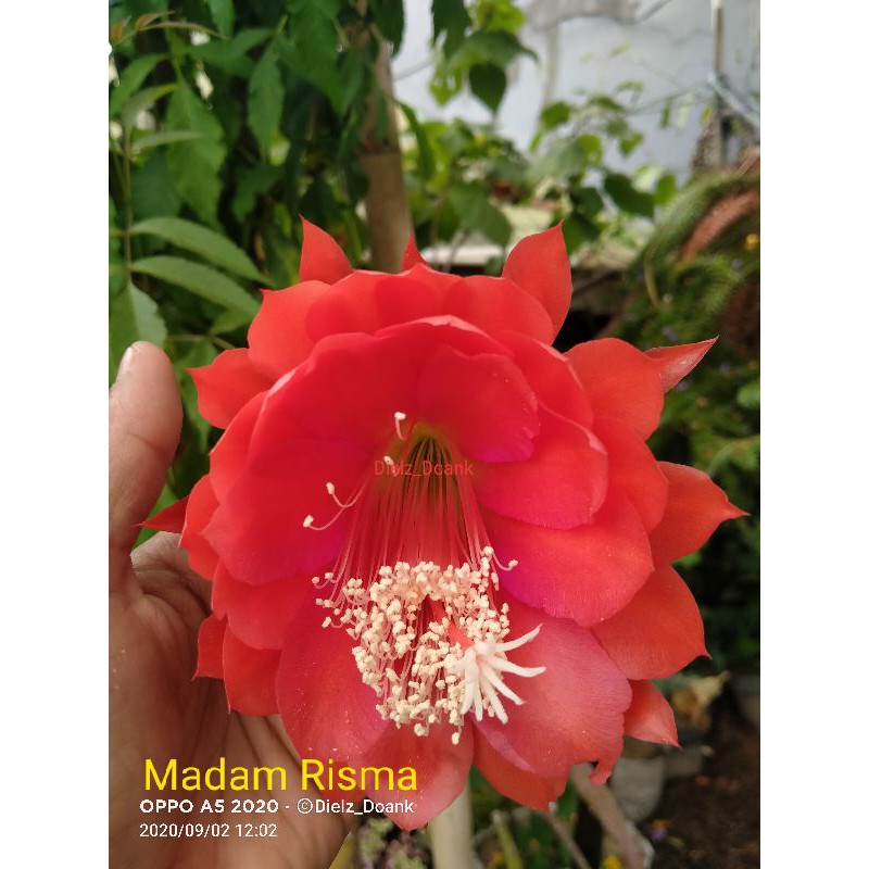 Epiphyllum Wijaya Kusuma Hybrid "MADAM RISMA" (import)