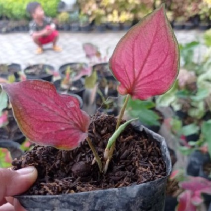 Bunga Hias Keladi Caladium Infinity Cantik Murah Berkualitas