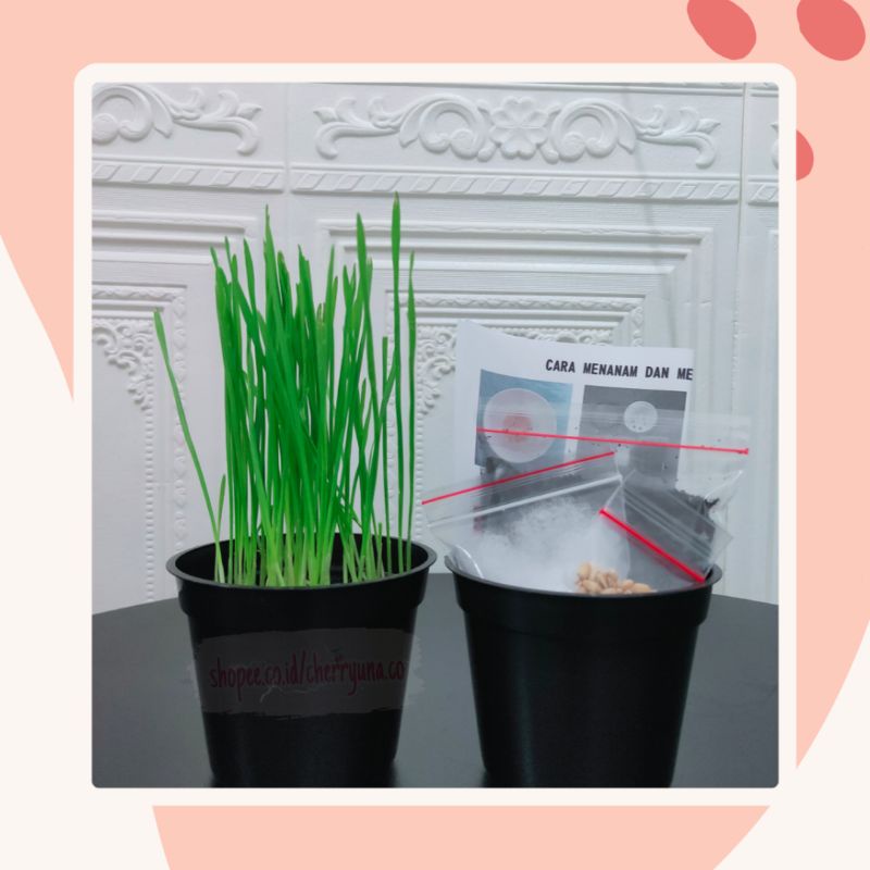 Cat Grass/Tanaman Kucing Paket Lengkap DIY