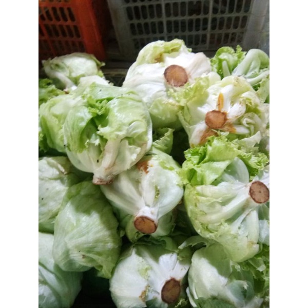 

LETTUCE