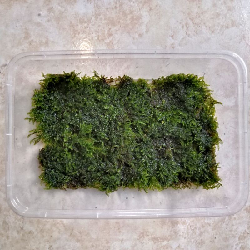 weeping moss Tropica
