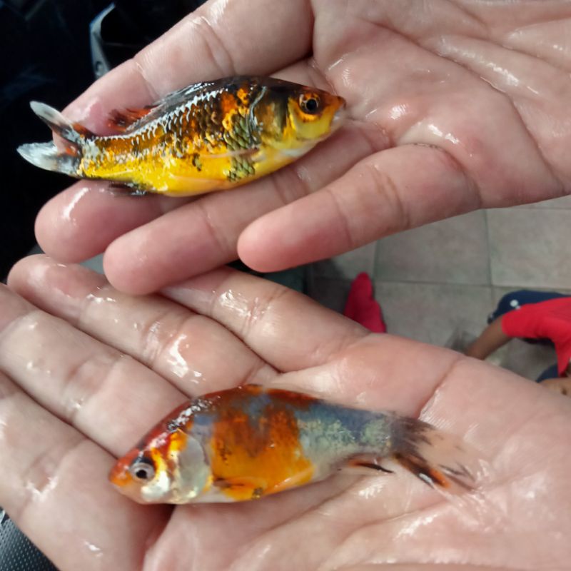 Paket Bibit Ikan Mas Komet Pancawarna (isi 10 ekor)