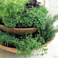 Paket Hemat - Benih DIY Culinary Herb Garden - 15 Variant Herb Seeds