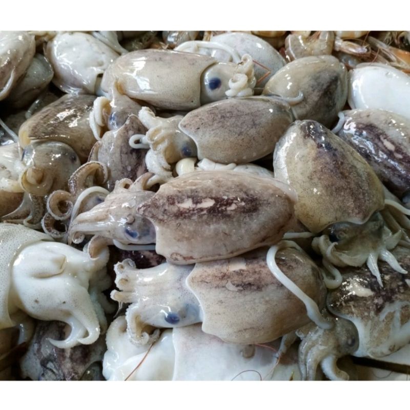 

cumi sotong fresh 1kg