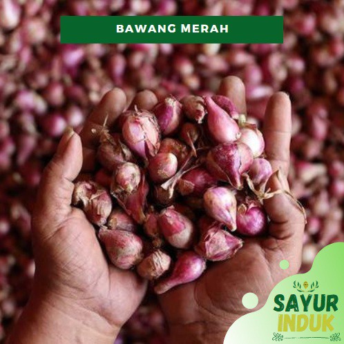 

Sayur Induk - Bawang Merah 250 Gram Fresh Grade A Shallot