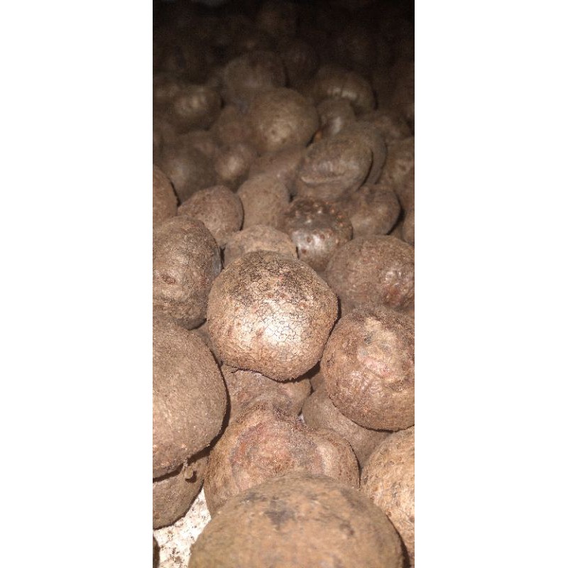 katak porang dorman isi khusus 400biji_800..jual bijian.asli madiun