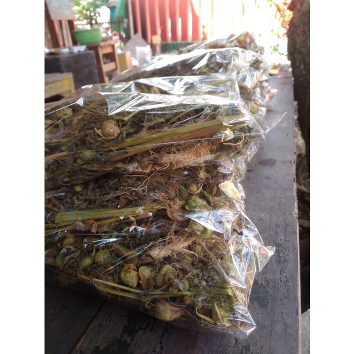 

Ciplukan kering utuh 250 g (1/4 kg) pohon ceplukan kering Cecendet obat herbal rematik