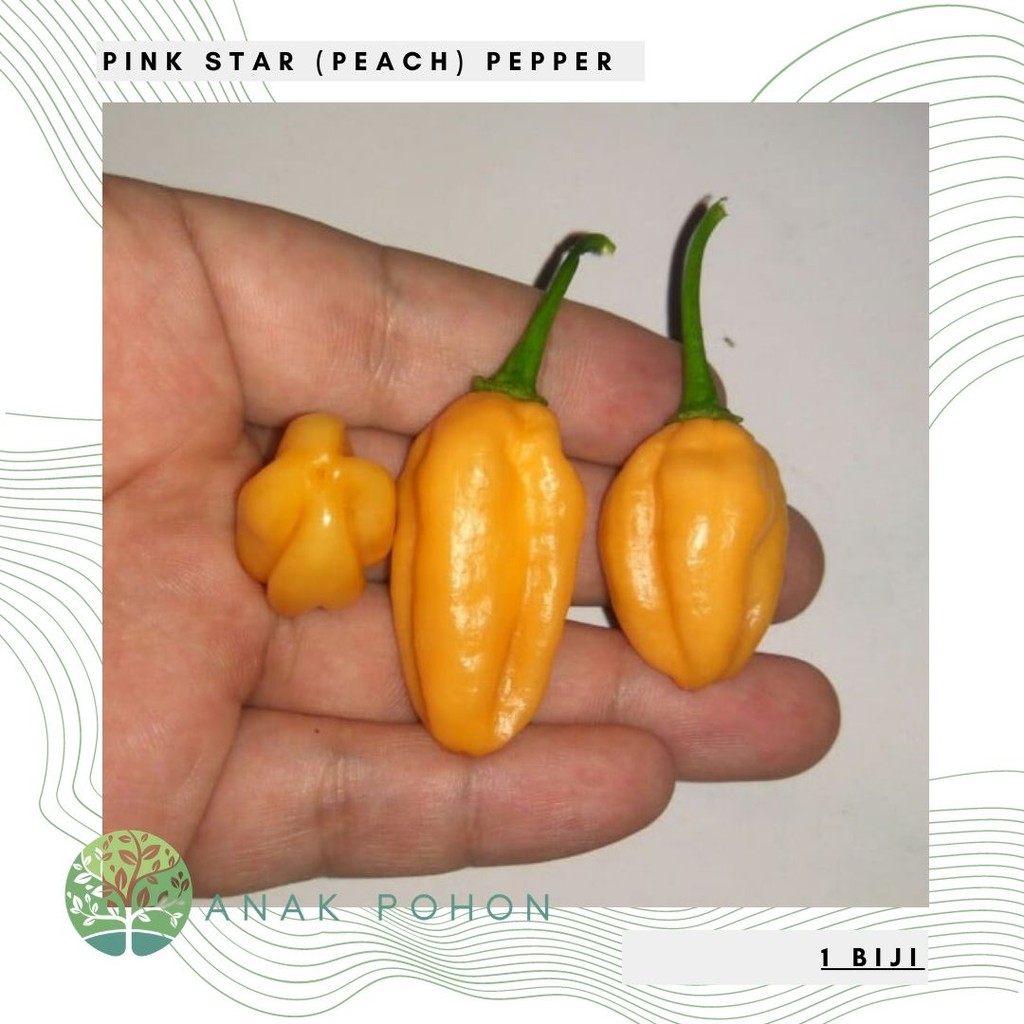 Benih Bibit Biji - Cabai Pink Star (Peach) Pepper Seeds