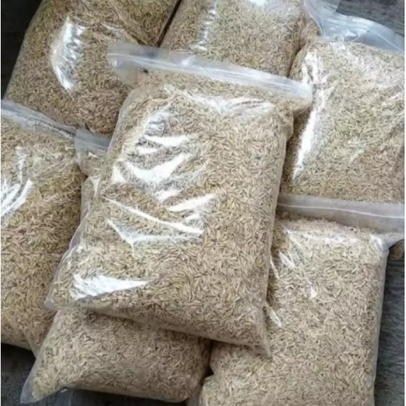 Repack Sekam Padi Mentah Kulit Padi Gabah Media Tanam 200 gr