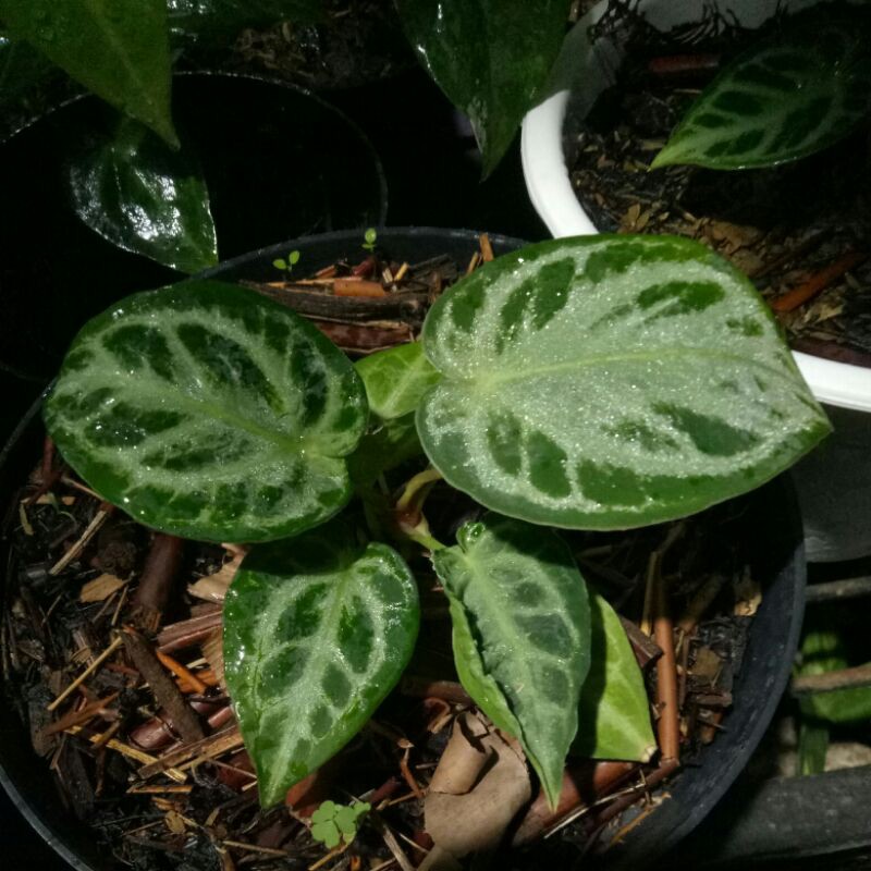 Anthurium Kuping Gajah Dorayaki Mangkok Silver