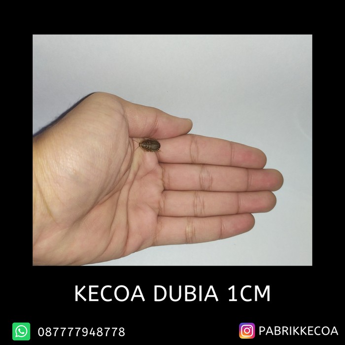 Unik Kecoa dubia 1cm Diskon