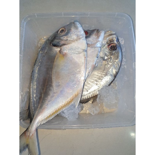 

ikan kuwe segar