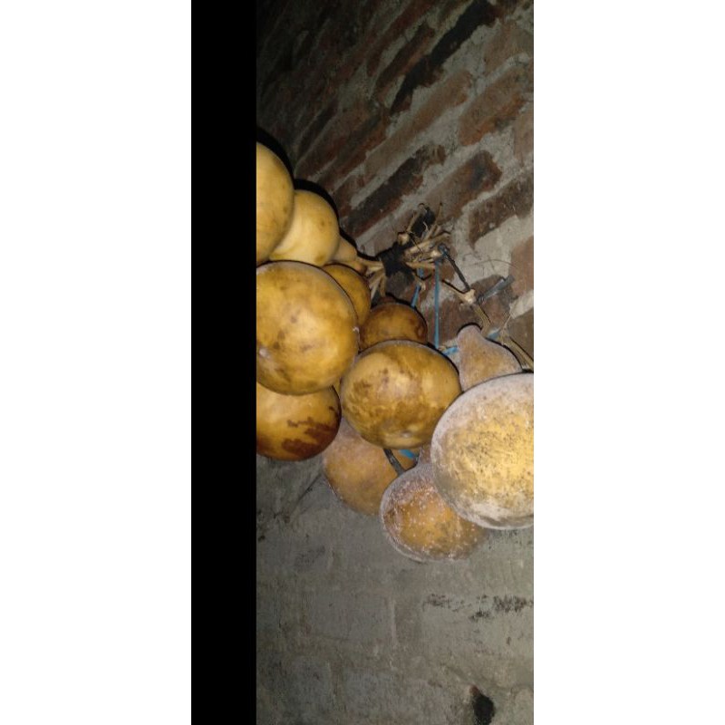 labu kendi-labu botol-biji-benih