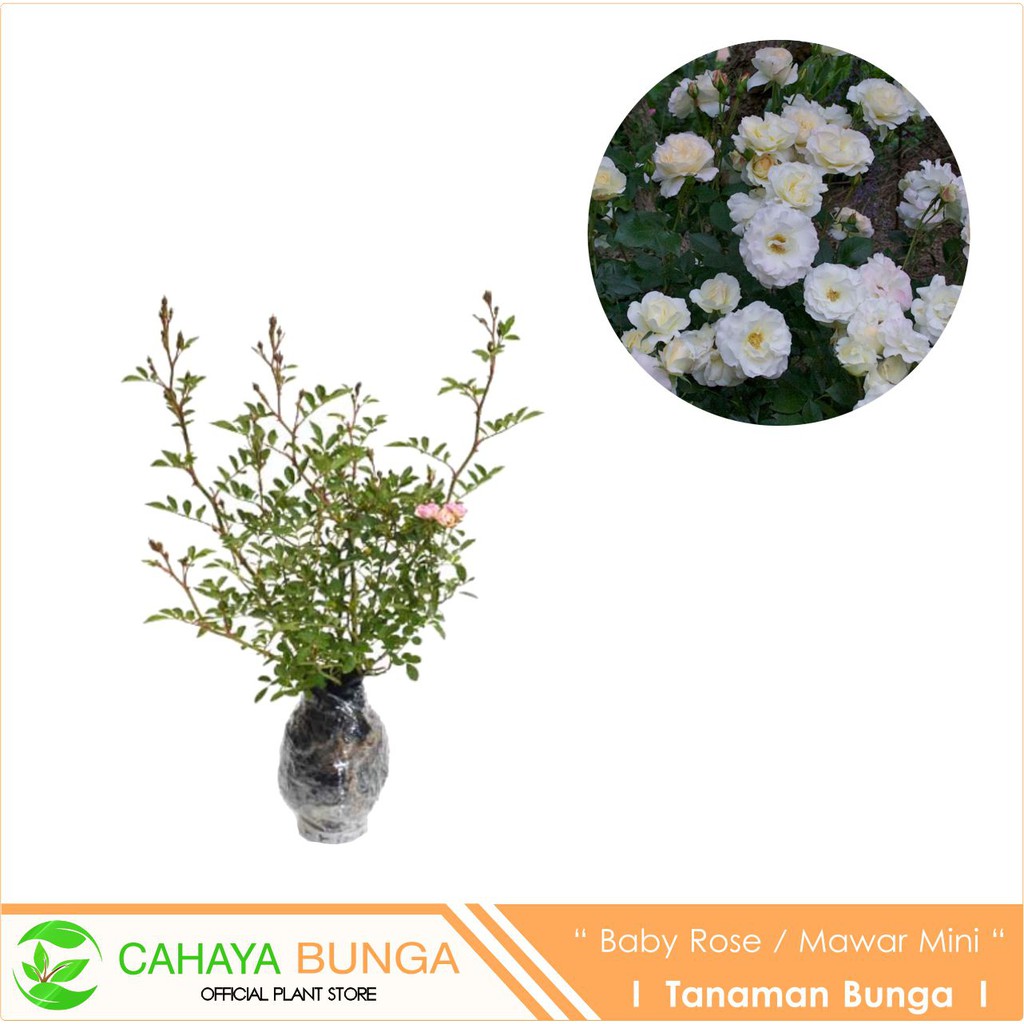 Bibit Tanaman Bunga Mawar Rambat Putih