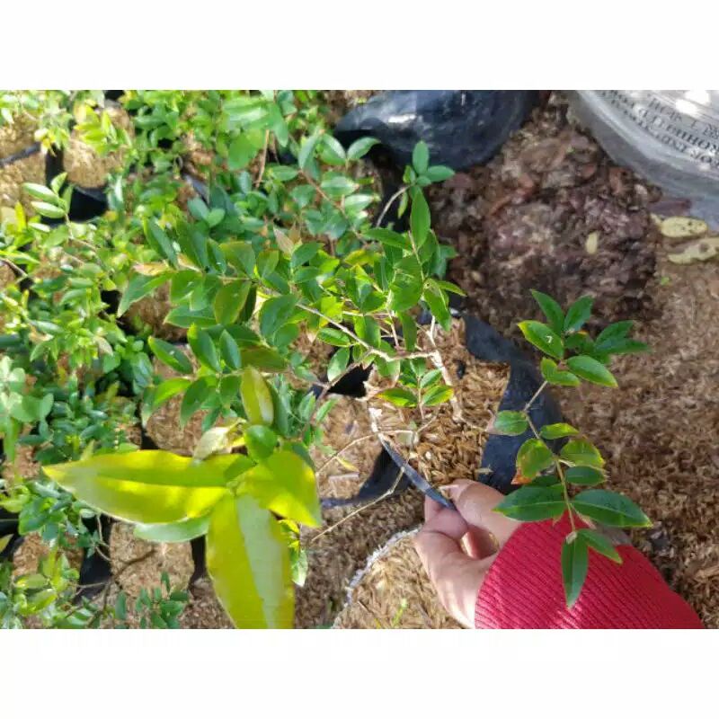 bibit tanaman buah kupa landak