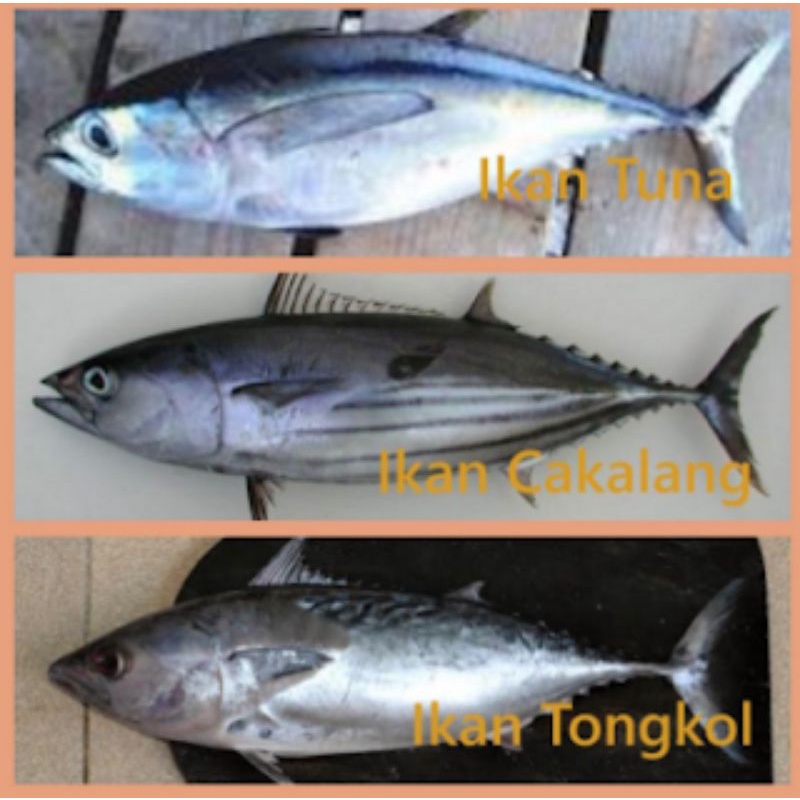Jual IKAN TUNA/CAKALANG/TONGKOL SEGAR Shopee Indonesia
