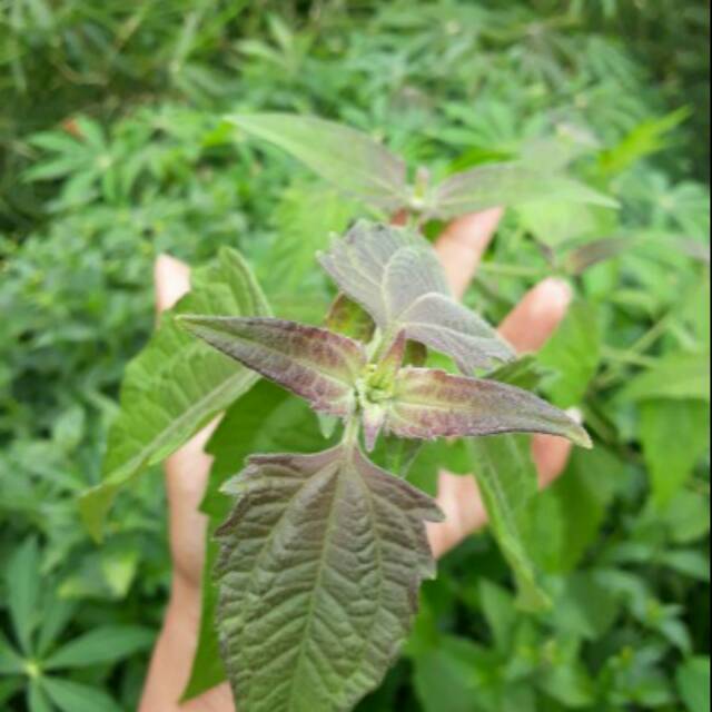 

Daun kirinyuh segar fres jual perpohon