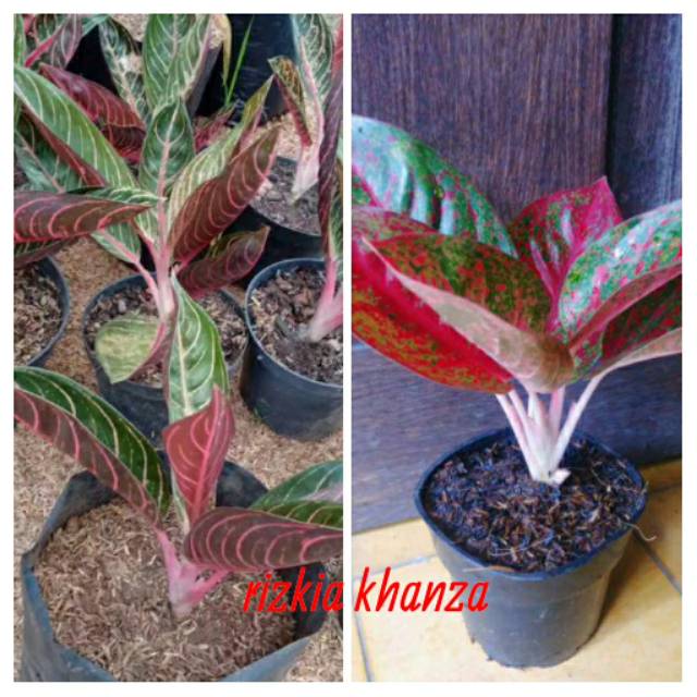 Bibit bunga aglonema red stardast dan red sumatra