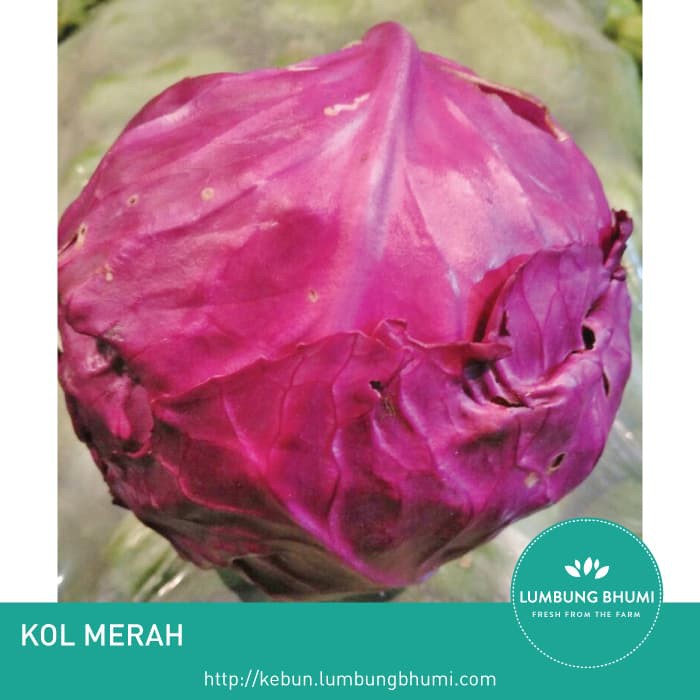 

PROMO KOL MERAH ( SAYUR - SAYURAN CURAH ) !!