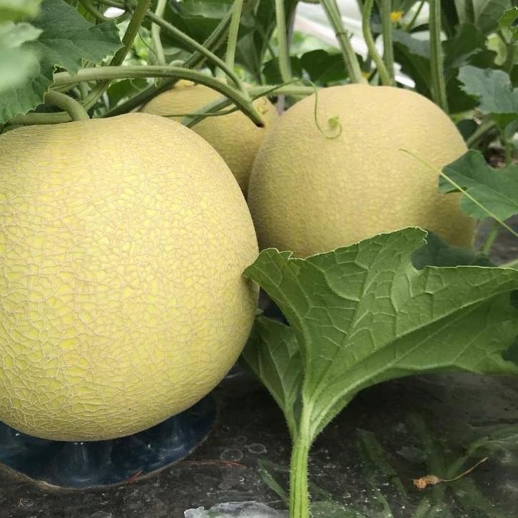 Recomended.. Benih/Bibit melon Pertiwi anvi F1 13 gram by pertiwi