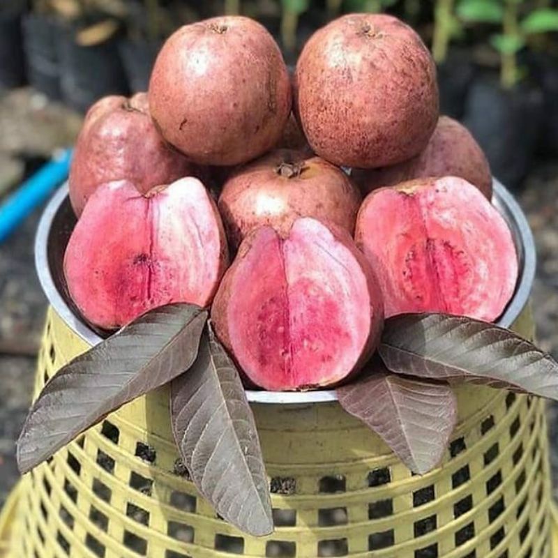 tanaman bibit jambu kristal merah australia