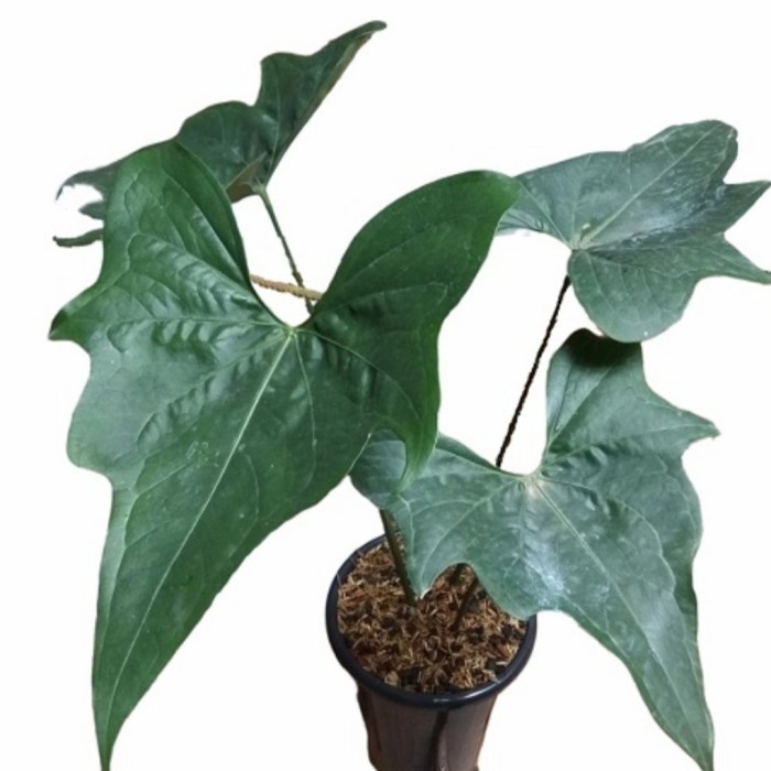 Anthurium pterodactyl (Remaja)