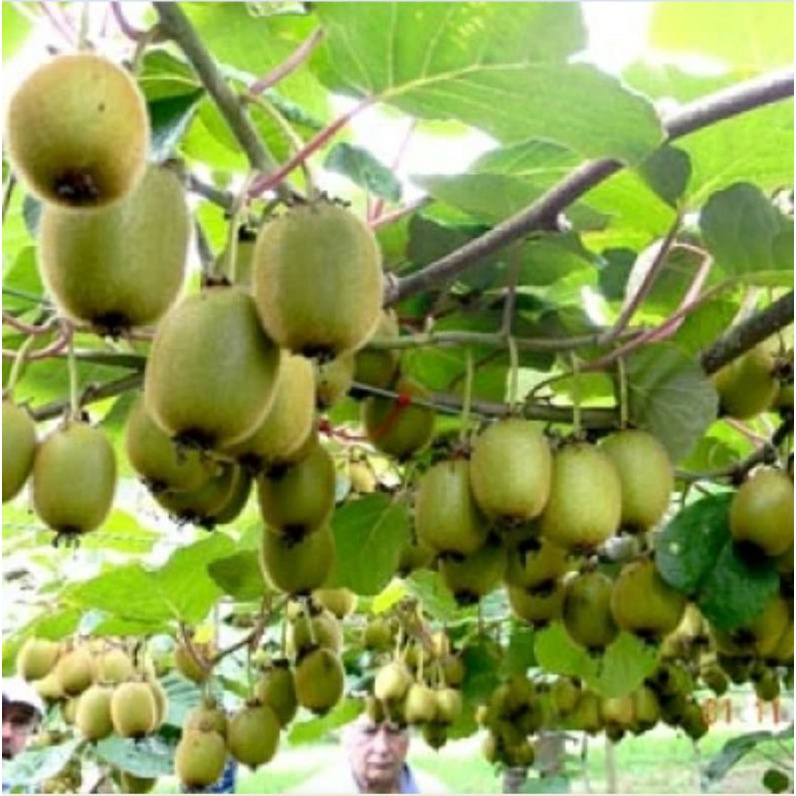 Bisa bayar di tempat - kiwi hijau 5 biji bibit seed Benih Bibit Buah Kiwi Manis Hijau Unggul Tanaman Buah Kualitas Premium Import Super