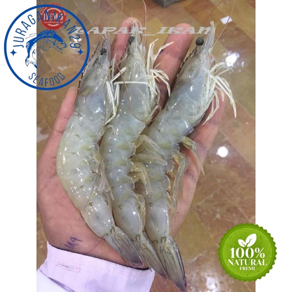 

Udang Vaname Segar Size 45-50 1~Kilogram