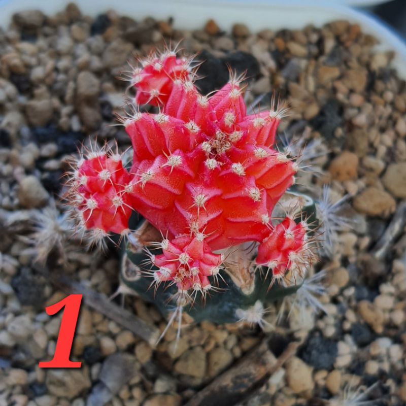 Kaktus grafting gymnocalycium starfire