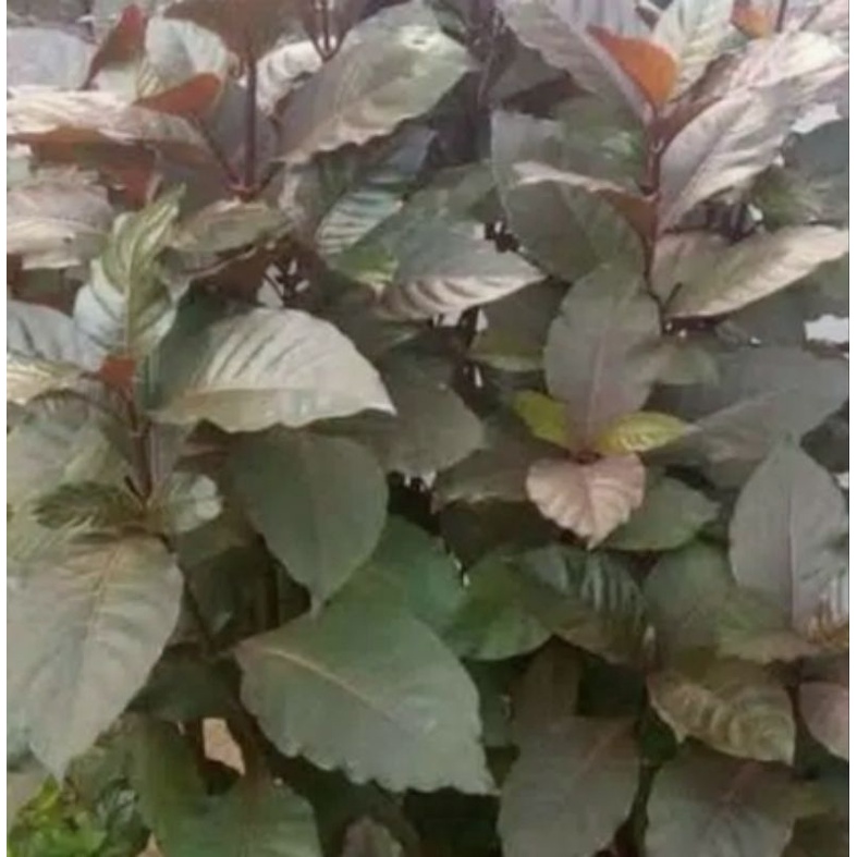 

Daun Unggu Segar 100 Gram Alami Organik