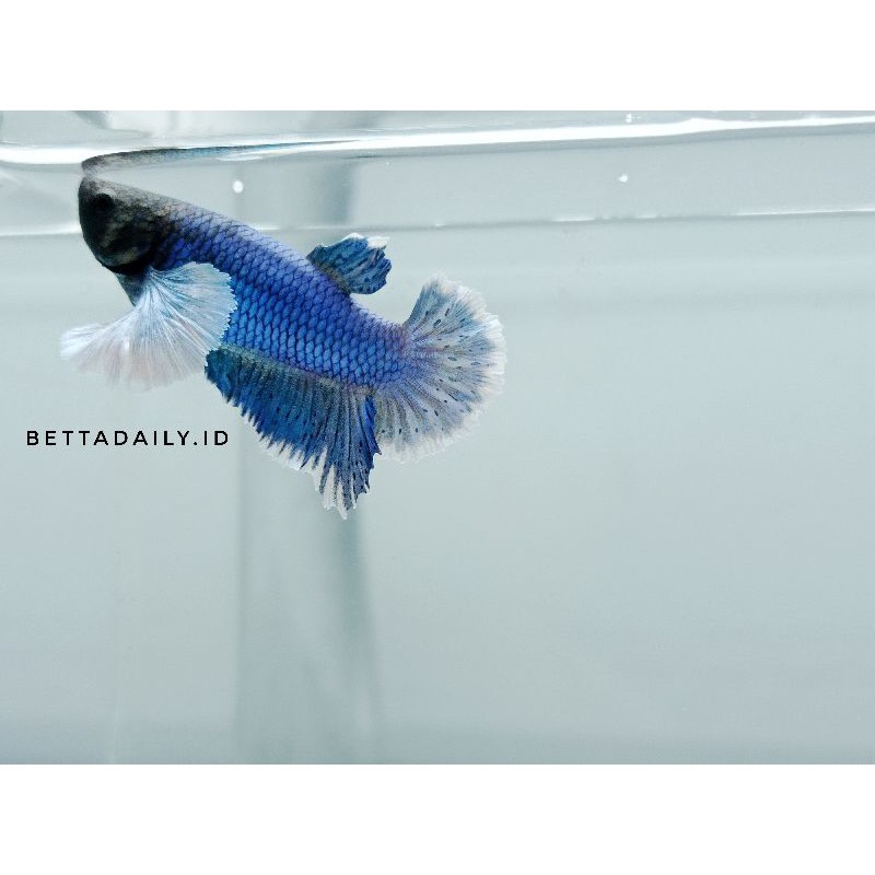 Ikan Cupang plakat dumbo ear | PKDE